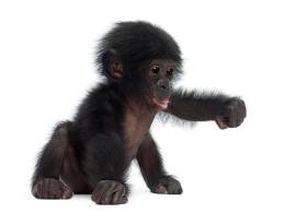 monkey making a fist